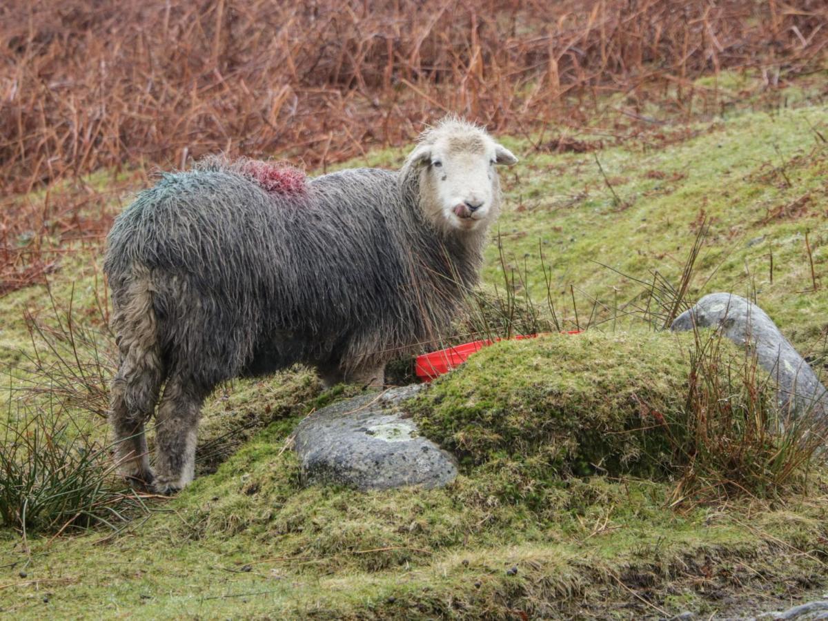 Windermere Kendal Kültér fotó